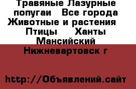 Травяные Лазурные попугаи - Все города Животные и растения » Птицы   . Ханты-Мансийский,Нижневартовск г.